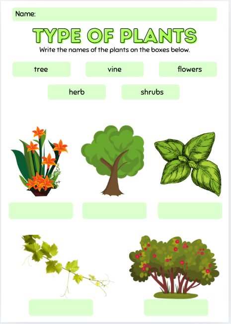 Plant type identification worksheet for preschool and kindergarten science activities
