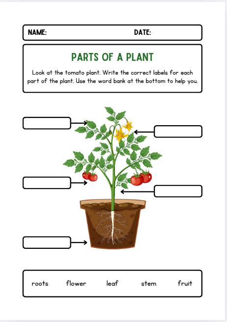 Parts of a plant labeling worksheet for preschool and kindergarten science